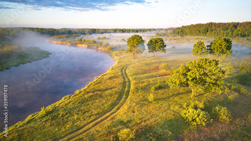 Sunlight on large oak trees grove in morning. Aerial view