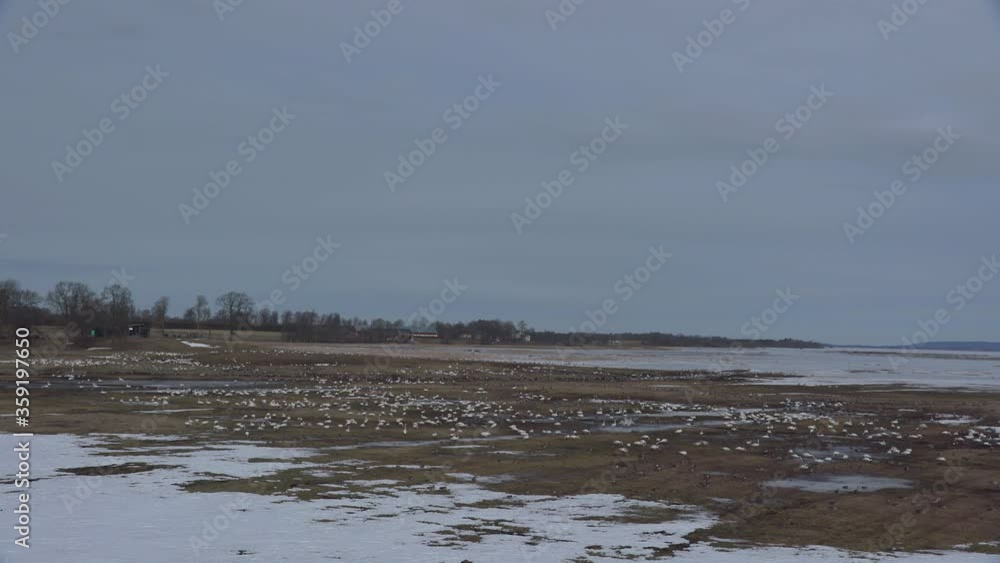 bird reserve overview distant large flock of birds time lapse bird reserve overview distant large flock of birds time lapse