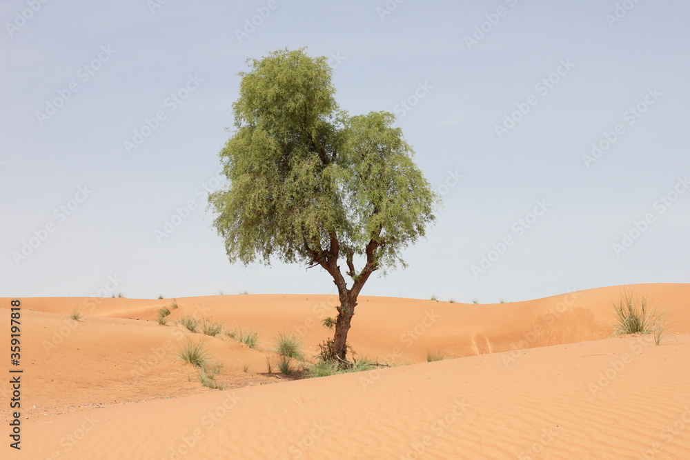 Hot and arid desert sand dunes terrain in Sharjah emirate in the United Arab Emirates. The oil-rich UAE receives less than 4 inches of rainfall a year and relies on water from desalination plants. Hot and arid desert sand dunes terrain in Sharjah emirate in the United Arab Emirates. The oil-rich UAE receives less than 4 inches of rainfall a year and relies on water from desalination plants.