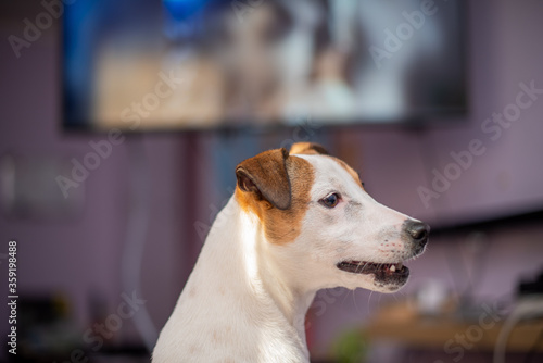Close up portrait of terrier dog watching television © rushay