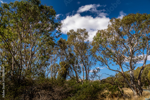 Beautiful trees in the Grampians National Park in Victoria, Australia.