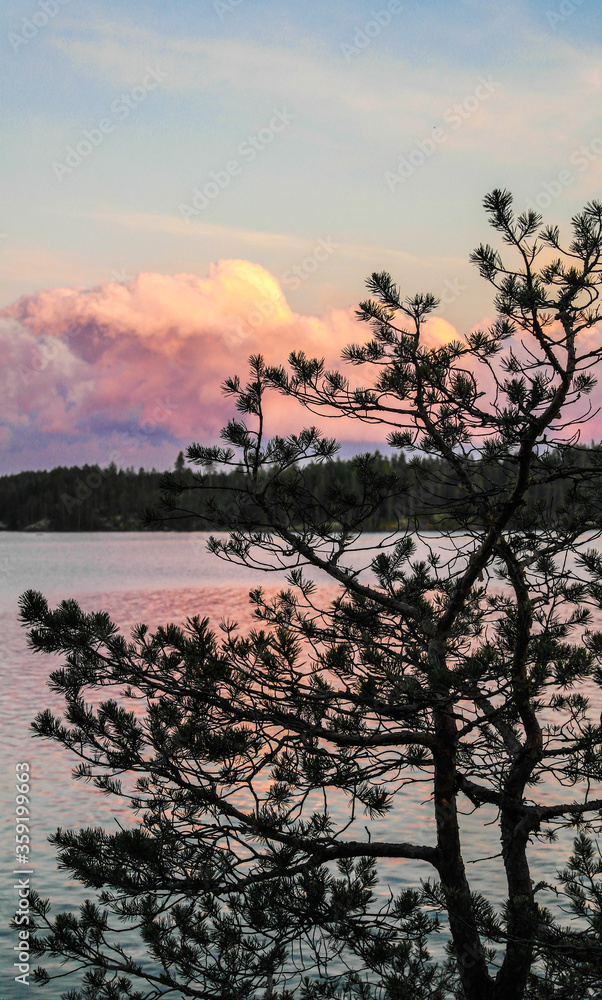 Conifer tree and pink cloud 