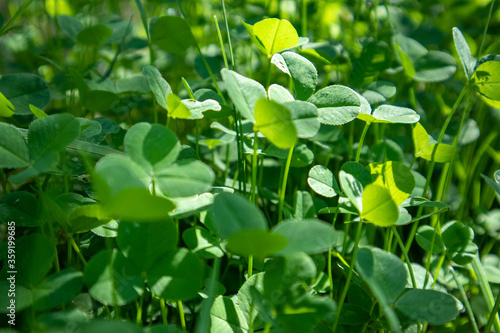 Vibrant green clover leaves growing on sunny field close-up