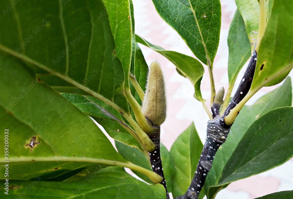 Branches of Magnolia tree, Magnolia Grandiflora, commonly called ...
