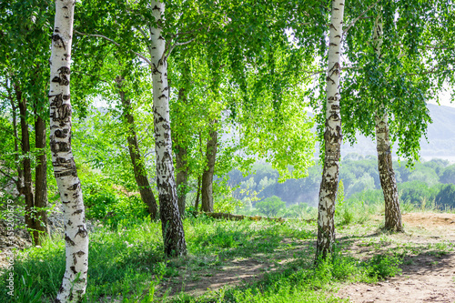 Fototapeta Naklejka Na Ścianę i Meble -  Birch wood on the Tsaryov Kurgan in Samara Region, Central Russia. The Zhiguli Mountains across the river Volga can be seen in the far.
