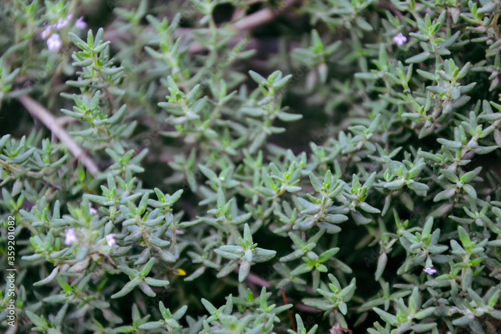Thyme plant in vegetable garden. Organic fresh herb. Thymus vulgaris herb plant. Countryside garden. Agriculture in the village. Thyme plant in vegetable garden. Organic fresh herb. Thymus vulgaris herb plant. Countryside garden. Agriculture in the village.