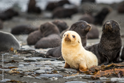 Little albino fur seal on the beach on the South Georgia
