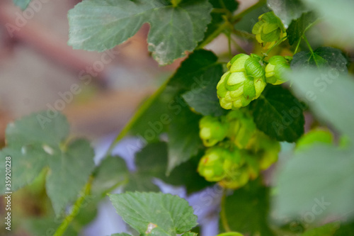 Hop plant leaves. Beer ingredient. Craft beer. Countryside garden. Agriculture in the village.