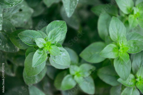 Oregano in the countryside garden. Oregano herb plant in the wild nature. Organic natural agriculture in the village.