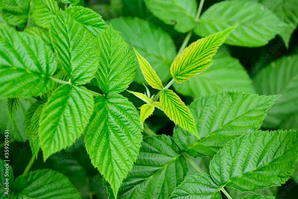 Raspberry bush. Fresh green leaf. Village. Foliage. Raspberries plant leaves. Organic agriculture. Countryside garden. Raspberry bush. Fresh green leaf. Village. Foliage. Raspberries plant leaves. Organic agriculture. Countryside garden.