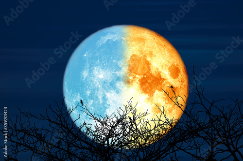 Super blue blood moon and silhouette dry tree in the night sky