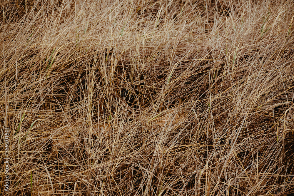 beach dry grass in pastel colors beach dry grass in pastel colors