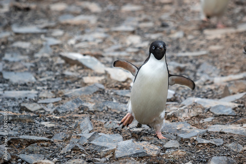 Adelie penguin in Antarctica close up