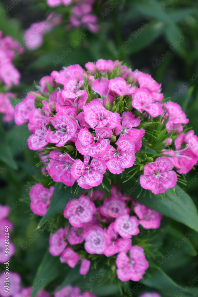 Turkish carnation flower in the garden Turkish carnation flower in the garden