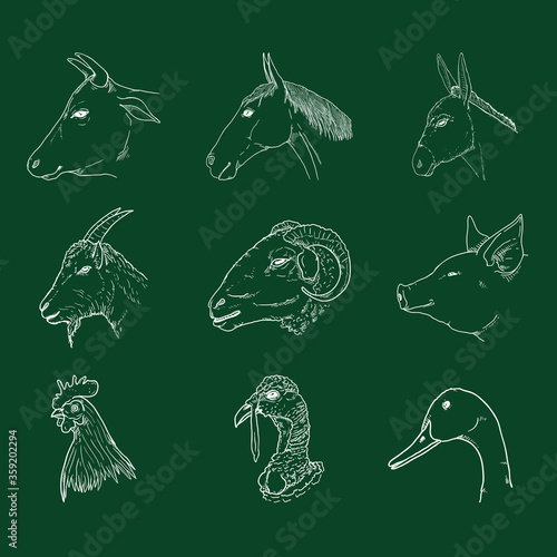 Vector Set of Chalk Sketch Farm Animals Heads.