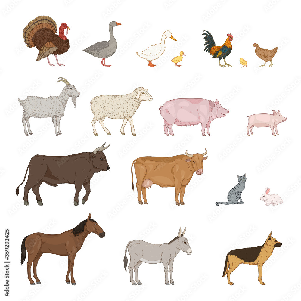 Vector Cartoon Set of Farm Animals