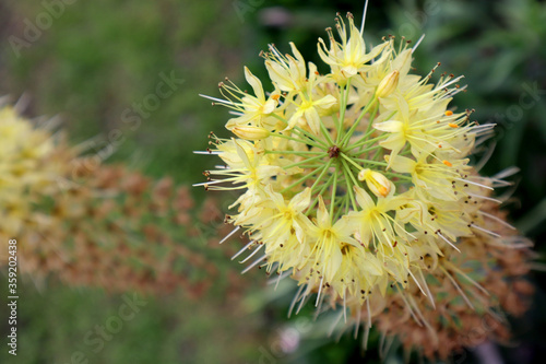 Yellow eremurus flower in the garden