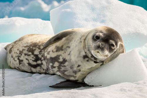 Obraz na plátně Crabeater seal lie on the sun in Antarctica, close up