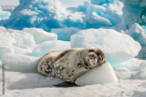 Crabeater seal lie on the sun in Antarctica