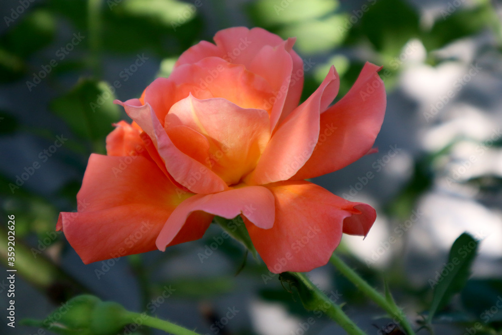 Orange rose flower in the garden