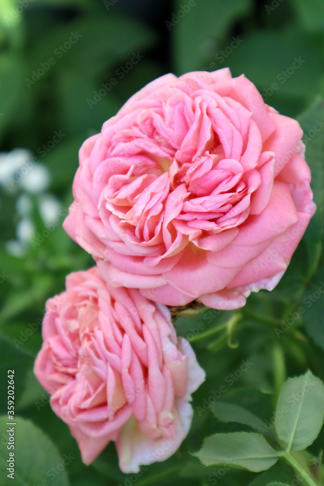 Fototapeta premium Pink rose flowers in the garden