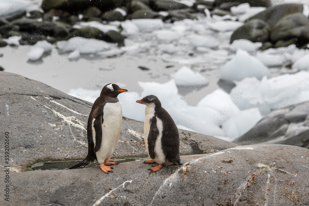 Fototapeta premium Gentoo penguin and penguins chick standing on a stone in Antarctica