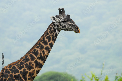 Giraffa camelopardalis tippelskirchii in Lake Manyara National Park, Tanzania