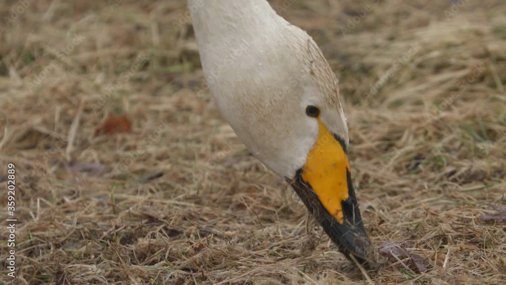 whooper swan bird feed close up view head beak side view whooper swan bird feed close up view head beak side view