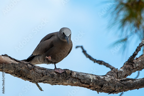 Brown Noddy (Anous Stolidus) sea bird from the Coco island bird sanctuary in Rodrigues photo