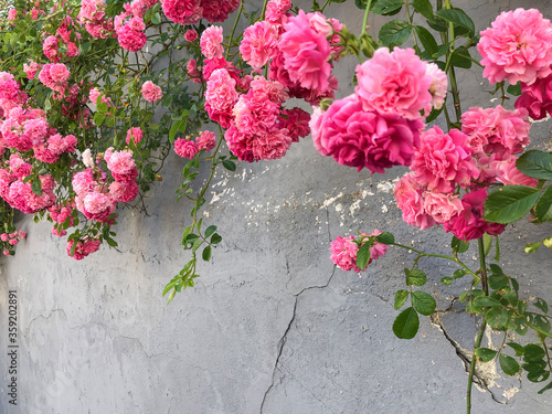 pink wild roses over stucco wall with copy space