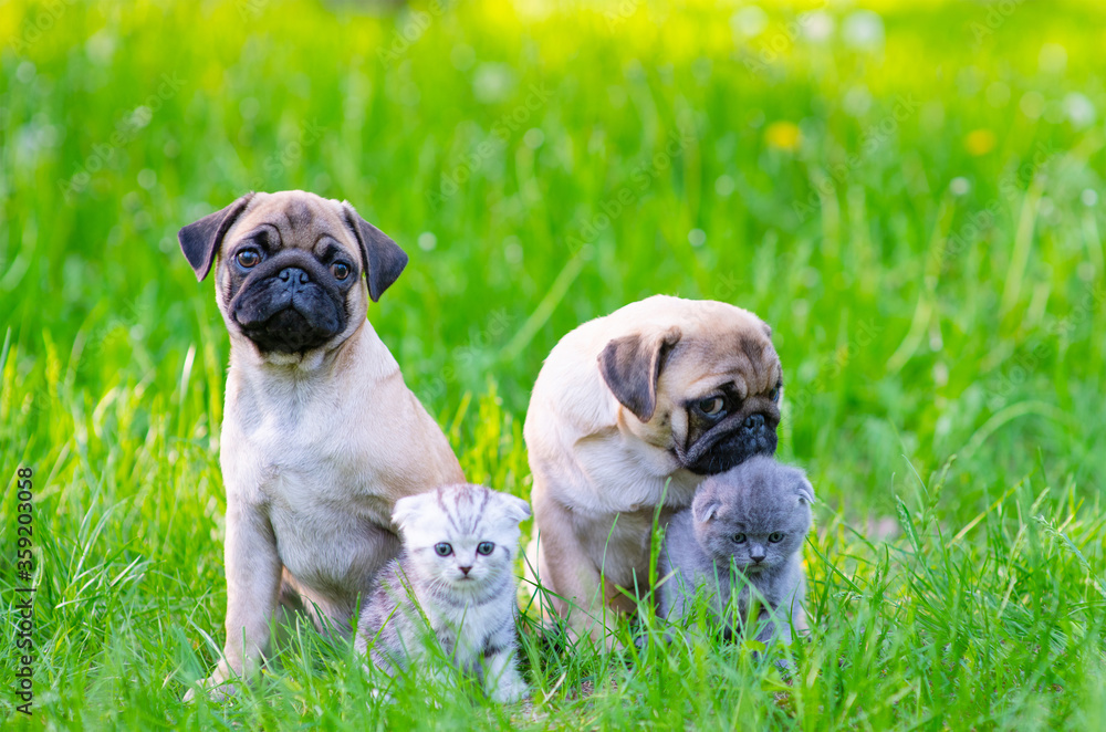 Two pug puppies and two kittens are sitting next to the grass in the summer in the park. One puppy sniffs a kitten’s head