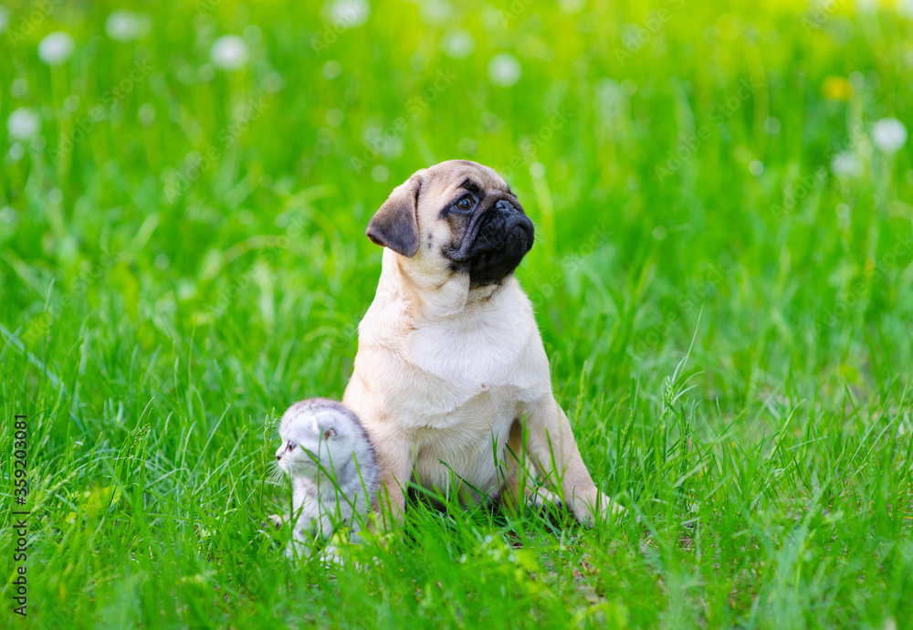 A pug puppy and a Scotland kitten sit next to the green grass and look in different directions