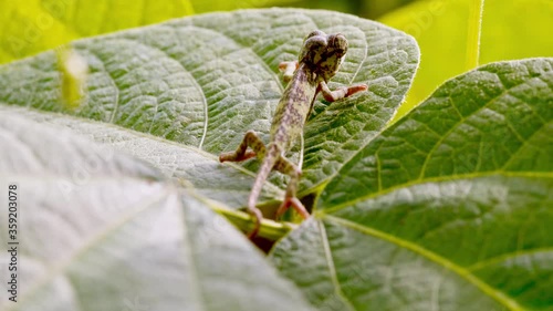 a green chameleon cub walks among the leaves photo