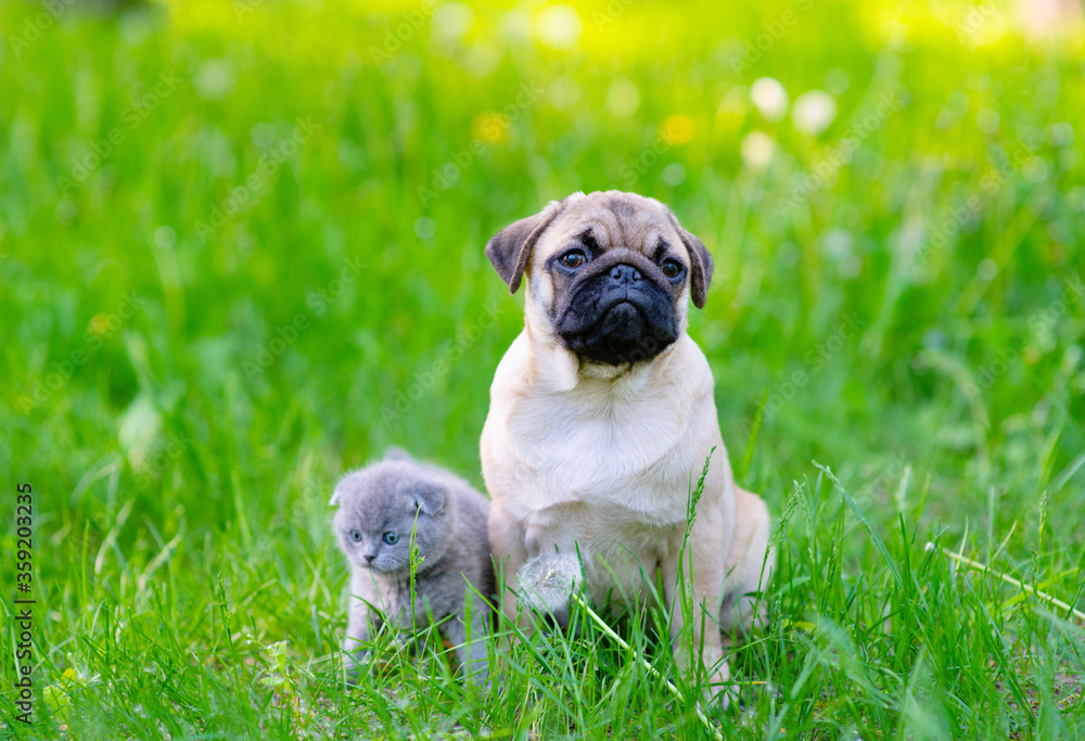A pug puppy and a Scot kitten sit next to the green grass in the summer in the park and look at the camera in front of them a white fluffy dandelion blooms on the grass