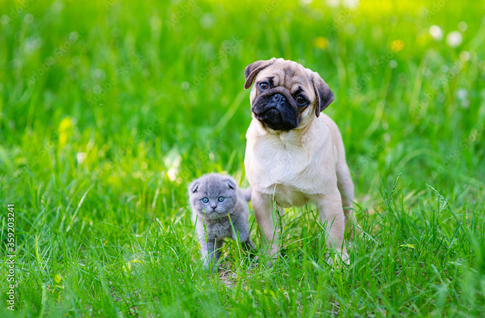 Obraz premium A pug puppy and a Scot kitten sit next to the green grass in the summer in the park and look at the camera