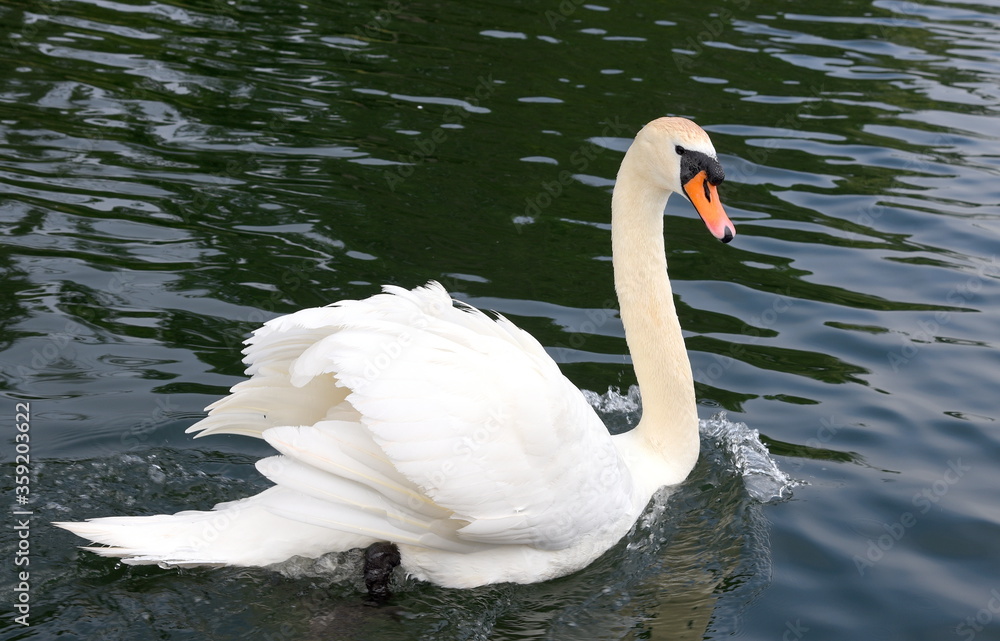 Anmutiger Schwan mit schneeweißem Gefieder auf einem See Anmutiger Schwan mit schneeweißem Gefieder auf einem See