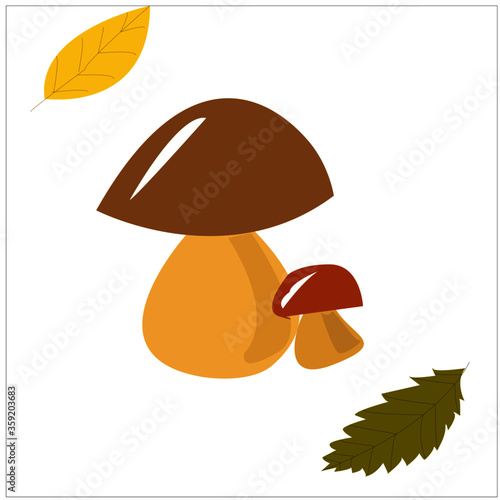 Mushrooms that grow in autumn