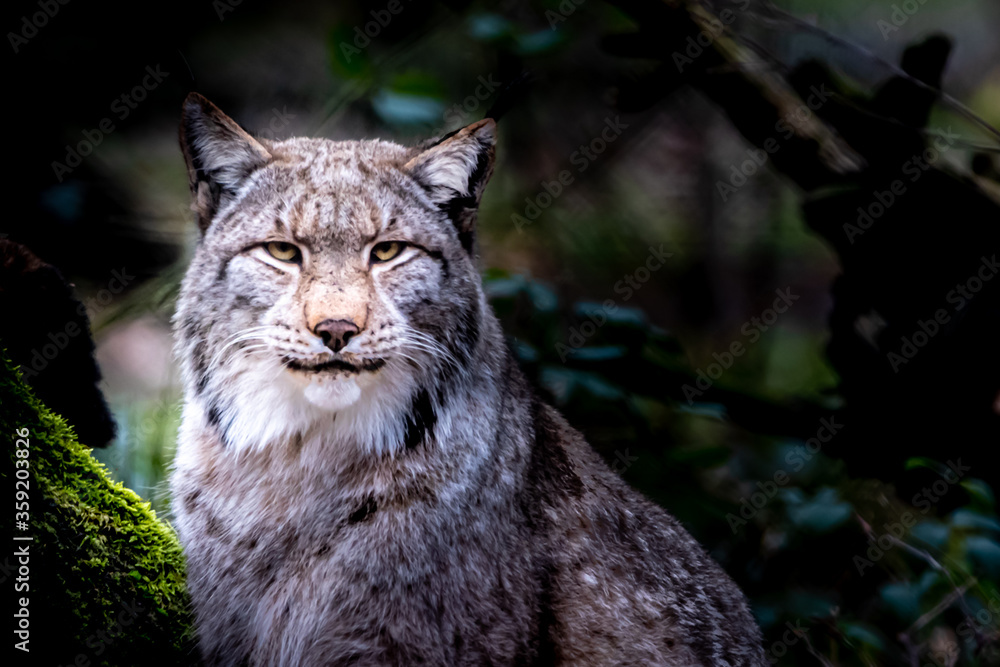 Naklejka premium beautiful portrait of a lynx in the forest