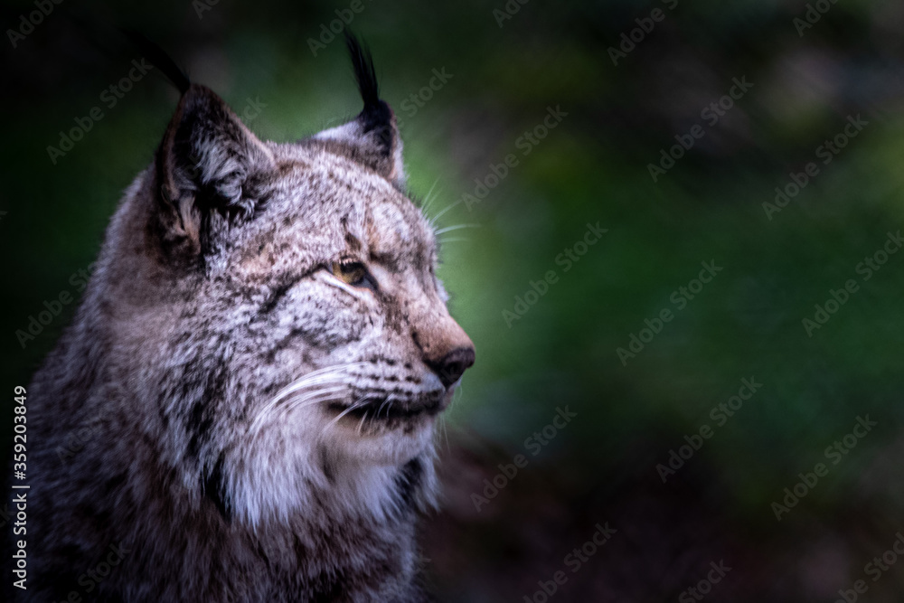 Fototapeta premium beautiful portrait of a lynx in the forest