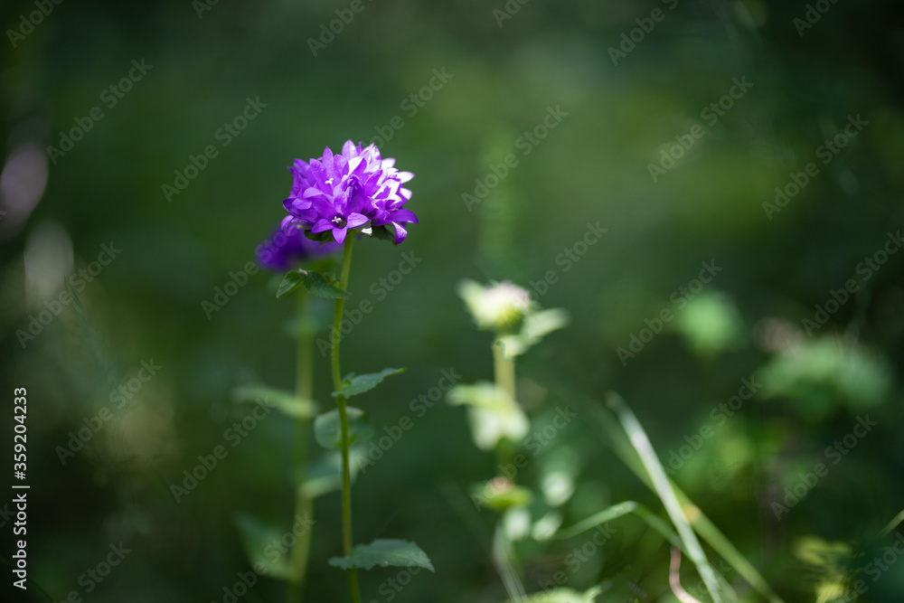 Schöne lila Blume Blüte freigestellt Schöne lila Blume Blüte freigestellt