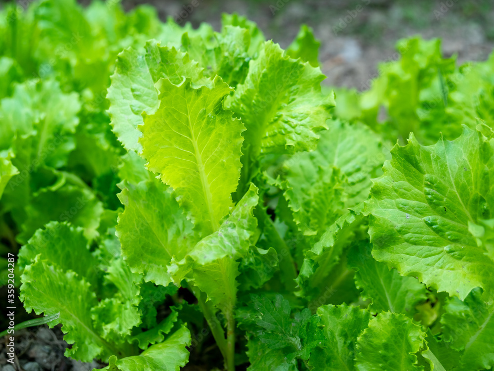 Fresh green leaves of salad growing in the garden. Lettuce growing Fresh green leaves of salad growing in the garden. Lettuce growing