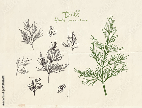 Close up illustration of dill herb, vintage hand drawn dill leaves