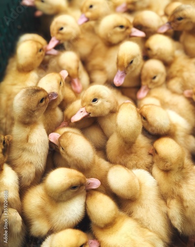 small cute ducklings close up