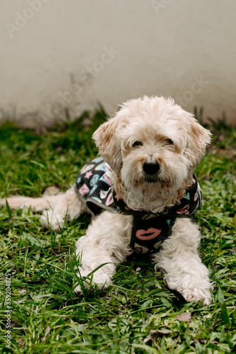 Cute dog