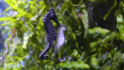 Longsnout seahorse (Hippocampus reidi) or slender seahorses - sea horses, group of small marine fishes in the family Syngnathidae