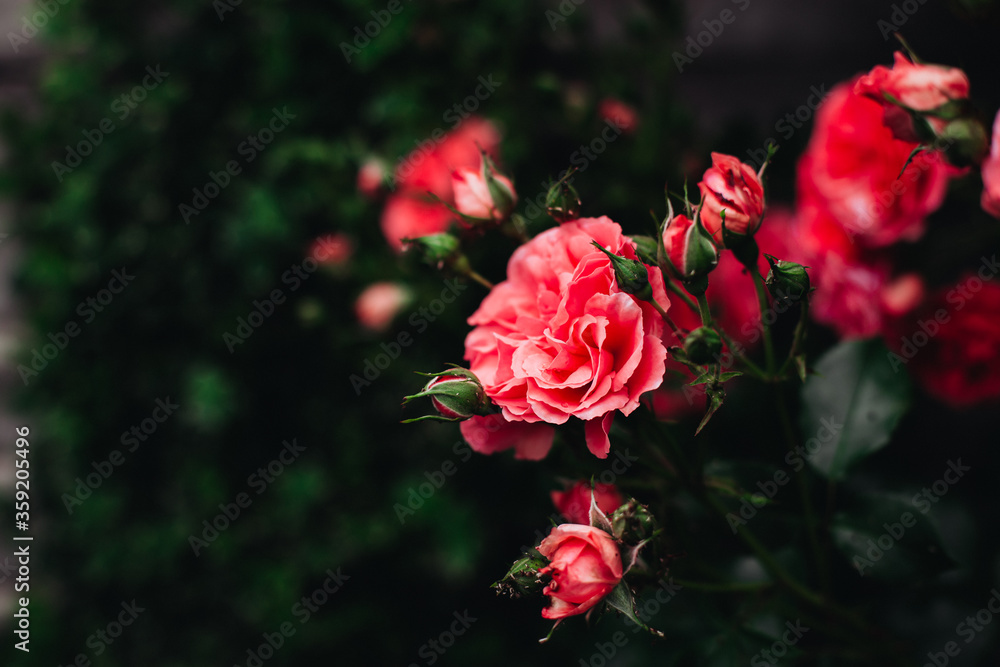 Garden red roses bloomed in the garden on a summer morning. The smell of flowers. Summer. Greens. Beauty. Garden red roses bloomed in the garden on a summer morning. The smell of flowers. Summer. Greens. Beauty.