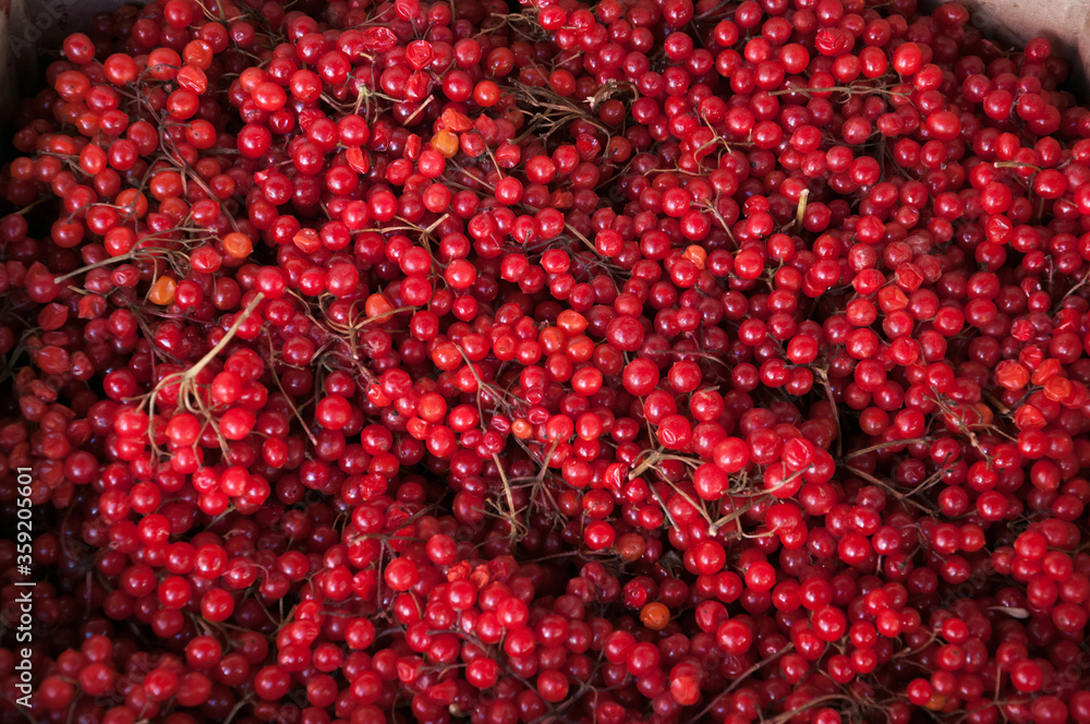 Red Viburnum berries texture background, selling at Osh bazaar in Bishkek, Kyrgyzstan Red Viburnum berries texture background, selling at Osh bazaar in Bishkek, Kyrgyzstan