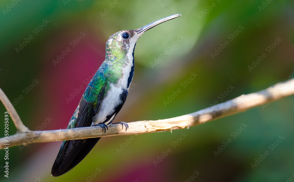 Obraz premium Black-throated mango female, a little hummingbird from the rain forest