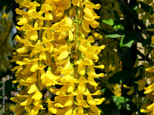 Beautiful yellow bunch of flowers of a laburnum tree golden rain in spring photo