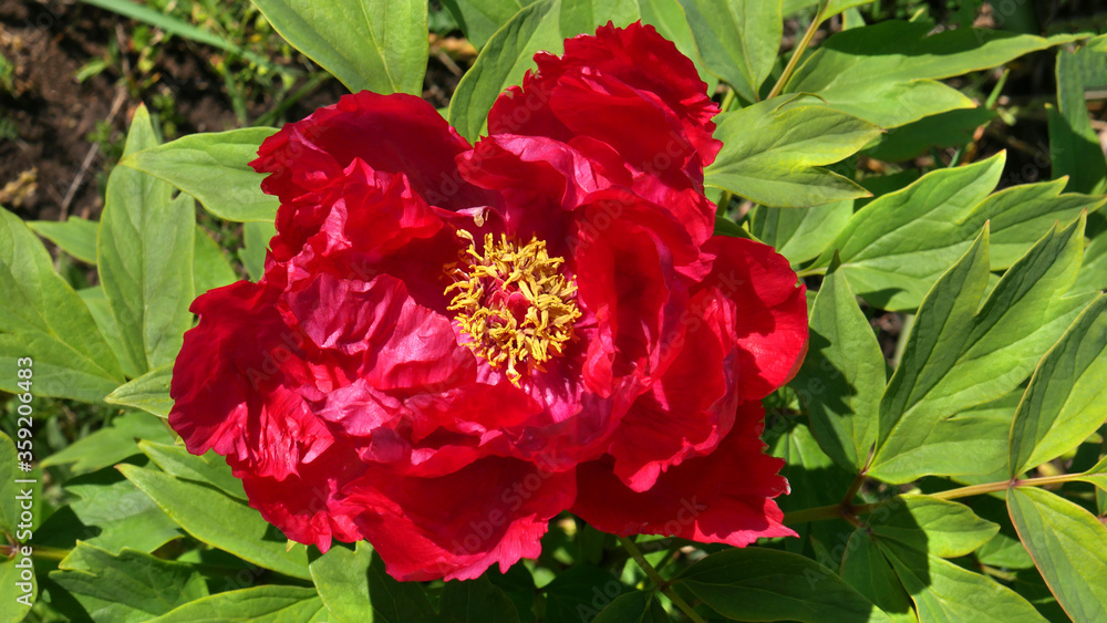 The tree-like peony hybrid cultivar Jin Shin-jitsugetu Xin Ri Yue in the spring garden close-up The tree-like peony hybrid cultivar Jin Shin-jitsugetu Xin Ri Yue in the spring garden close-up